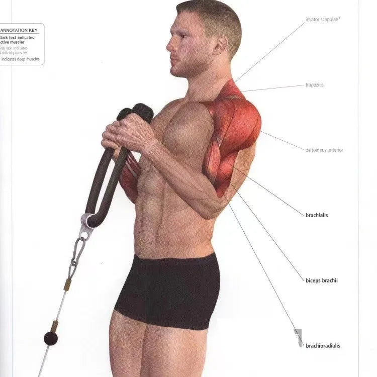 Triceps & Face Pull Rope – Gym Accessory