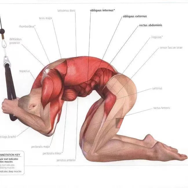 Triceps & Face Pull Rope – Gym Accessory